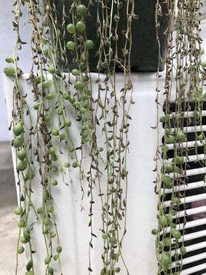 string rot|Why Is My String of Pearls Plant Dying And How To Save It